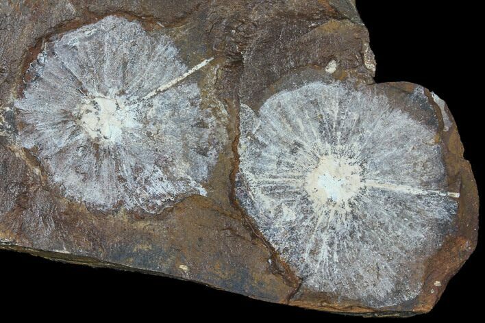 Fossil Winged Walnut (Juglandaceae) Fruit - North Dakota #96814